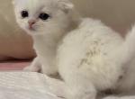 Scottish fold - Scottish Fold Kitten For Sale - Brooklyn&comma; NY&comma; US