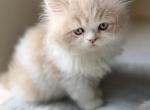 Lucy - Persian Kitten For Sale - 