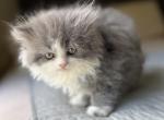 Lucy - Persian Kitten For Sale - Westland&comma; MI&comma; US