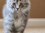 Precious Paula - Maine Coon Kitten For Sale - Johns Creek&comma; GA&comma; US