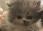 Legacy - Persian Kitten For Sale - Oklahoma City&comma; OK&comma; US