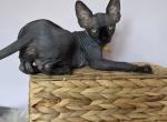 Chanel - Sphynx Kitten For Sale - Mundelein&comma; IL&comma; US