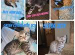 Shimmers blue - Bengal Kitten For Sale - Helmar&comma; IL&comma; US