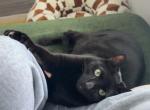 Bruno - Domestic Cat For Adoption - Orlando&comma; FL&comma; US