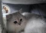 Jr Almaz - Scottish Fold Kitten For Sale - Cleveland&comma; OH&comma; US