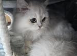 Jr Almaz - Scottish Fold Kitten For Sale - Cleveland&comma; OH&comma; US