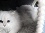 Jr Almaz - Scottish Fold Kitten For Sale - Cleveland&comma; OH&comma; US