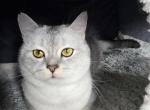 Silver - Scottish Fold Cat For Sale - Cleveland&comma; OH&comma; US
