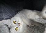 Silver - Scottish Fold Cat For Sale - Cleveland&comma; OH&comma; US