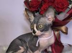 Vienna - Sphynx Kitten For Sale - 