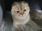 Dara - Scottish Fold Cat For Sale - Cleveland&comma; OH&comma; US
