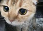 Lucky - Scottish Fold Cat For Sale - Cleveland&comma; OH&comma; US
