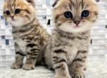 Molly - Scottish Fold Kitten For Sale - 