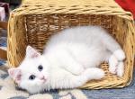 Isadora - Munchkin Kitten For Sale - Neosho&comma; MO&comma; US
