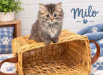 Milo - Minuet Kitten For Sale - Neosho&comma; MO&comma; US