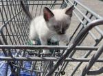 Sir Cleo - Siamese Kitten For Sale - White Cloud&comma; MI&comma; US