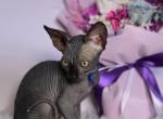 Cairo - Sphynx Kitten For Sale - Mundelein&comma; IL&comma; US