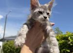 Freya - Maine Coon Kitten For Sale - Hollywood&comma; FL&comma; US