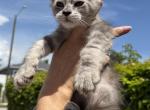 Freya - Maine Coon Kitten For Sale - 