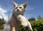 Fiona - Maine Coon Kitten For Sale - Hollywood&comma; FL&comma; US