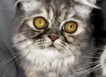 SP14 Misty Dilute Tortie Blue Cream Doll Face - Persian Kitten For Sale - Lacey&comma; WA&comma; US