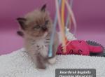 Ragdoll Cherubim Girl white collar - Ragdoll Kitten For Sale - 