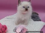 Ragdoll Seal Mitt Girl light pink collar - Ragdoll Kitten For Sale - New York&comma; NY&comma; US