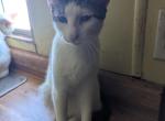 Mulan's kitten 1 - Domestic Kitten For Sale - Canton&comma; TX&comma; US