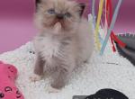 Ragdoll Cherubim Boy - Ragdoll Kitten For Sale - New York&comma; NY&comma; US