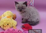 Ragdoll Cherubim Girl red collar - Ragdoll Kitten For Sale - 