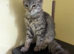 Mulan's kitten 2 - Domestic Kitten For Sale - Canton&comma; TX&comma; US