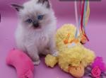 Ragdoll Seal Mit Girl dark pink collar - Ragdoll Kitten For Sale - New York&comma; NY&comma; US
