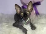 Valentino - Sphynx Kitten For Sale - Mundelein&comma; IL&comma; US