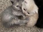 Scottish Folds - Scottish Fold Kitten For Sale - Clio&comma; MI&comma; US