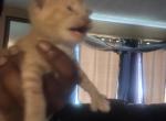 Paris - Oriental Kitten For Sale - Greece&comma; NY&comma; US