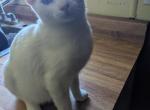 Misty's kitten 1 - Domestic Kitten For Sale - Canton&comma; TX&comma; US