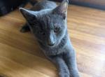 Misty's kitten 2 - Domestic Kitten For Sale - Canton&comma; TX&comma; US