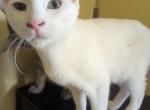 Misty's kitten 3 - Domestic Kitten For Sale - Canton&comma; TX&comma; US