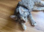 Stella's kitten - Domestic Kitten For Sale - Canton&comma; TX&comma; US