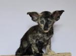 Ember - Oriental Kitten For Sale - Mundelein&comma; IL&comma; US