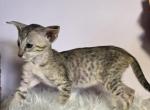 Sahara - Oriental Kitten For Sale - Mundelein&comma; IL&comma; US