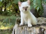 Miss Minnie - Siamese Kitten For Sale - West Branch&comma; MI&comma; US