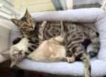 Apollo - Bengal Kitten For Adoption - 