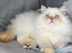 ROS 22 CFA FLAME POINT CREAM DOLL FACE - Himalayan Kitten For Sale - Lacey&comma; WA&comma; US