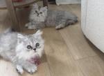 persian girls - Persian Kitten For Sale - 
