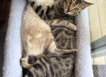 Luna - Bengal Kitten For Sale - South Saint Paul&comma; MN&comma; US