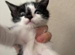 Juniper - Domestic Kitten For Sale - Irving&comma; TX&comma; US