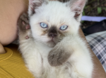 Mr Smooches - Siamese Kitten For Sale - West Branch&comma; MI&comma; US