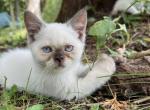 Mr Smooches - Siamese Kitten For Sale - West Branch&comma; MI&comma; US