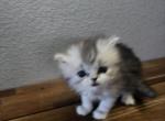 Sophie - Persian Kitten For Sale - Riverside&comma; CA&comma; US